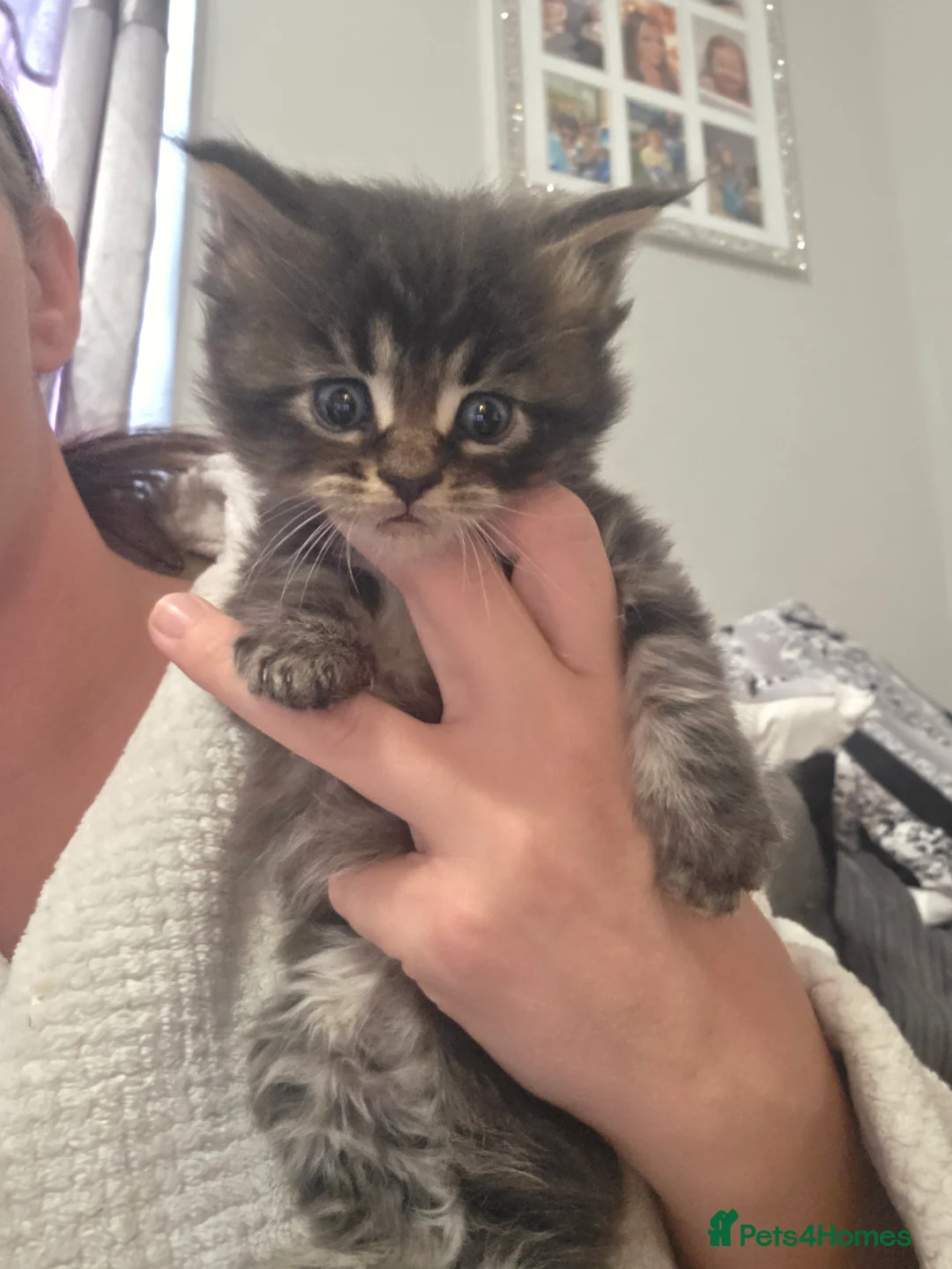 Maine Coon cats for sale: Beautiful full mainecoons - Advert 2