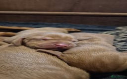 Hungarian Vizsla dogs for sale: Stunning litter KC registered Hungarian Puppy's  - Image 13