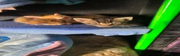 Mixed Breed cats for sale: 3 boys 2 girls kittens  - Advert 9