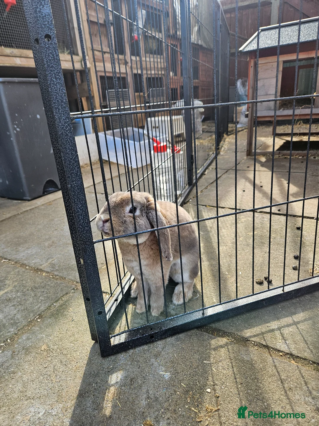 Mini Lop rabbits for sale: Blue Fox Mini Plush Lop Buck - Advert 8