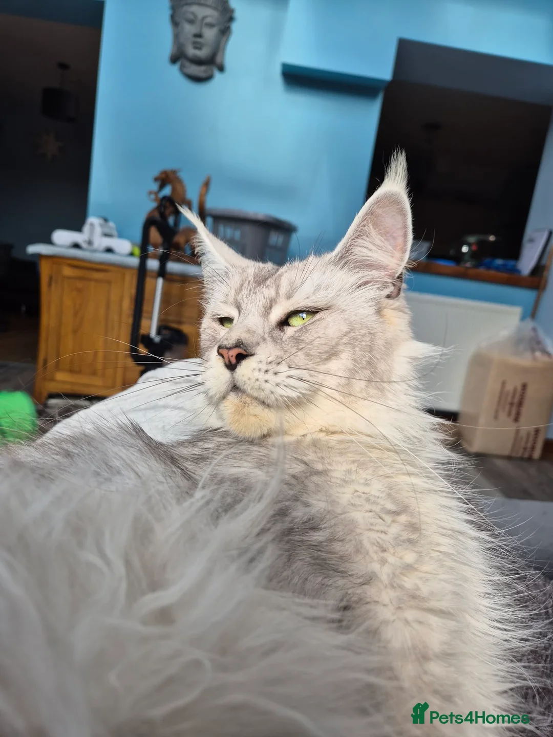 Maine Coon cats for sale: Stunning retired Maine Coon Queen 3yrs old - Advert 9