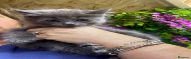 Maine Coon Kitten 2
