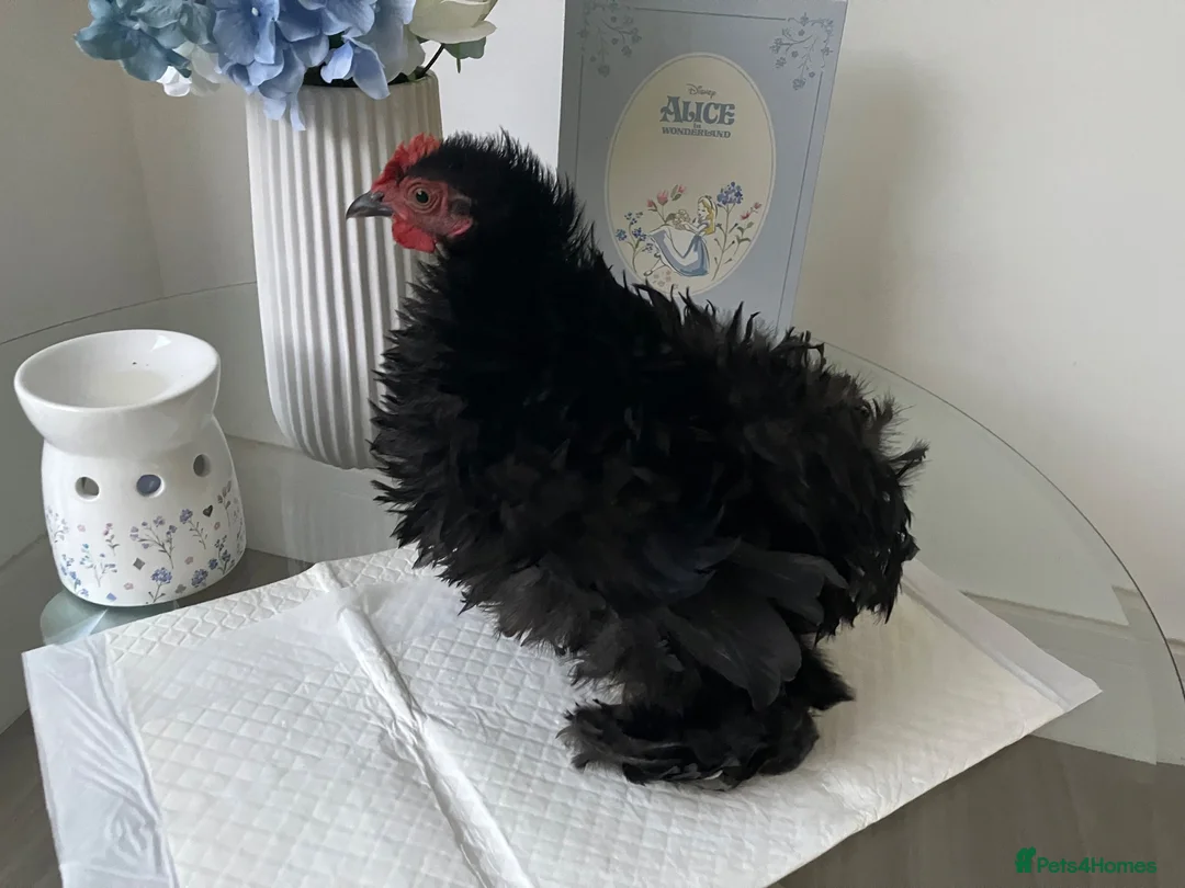 Chickens poultry for sale: Polish Cockerel - Advert 2