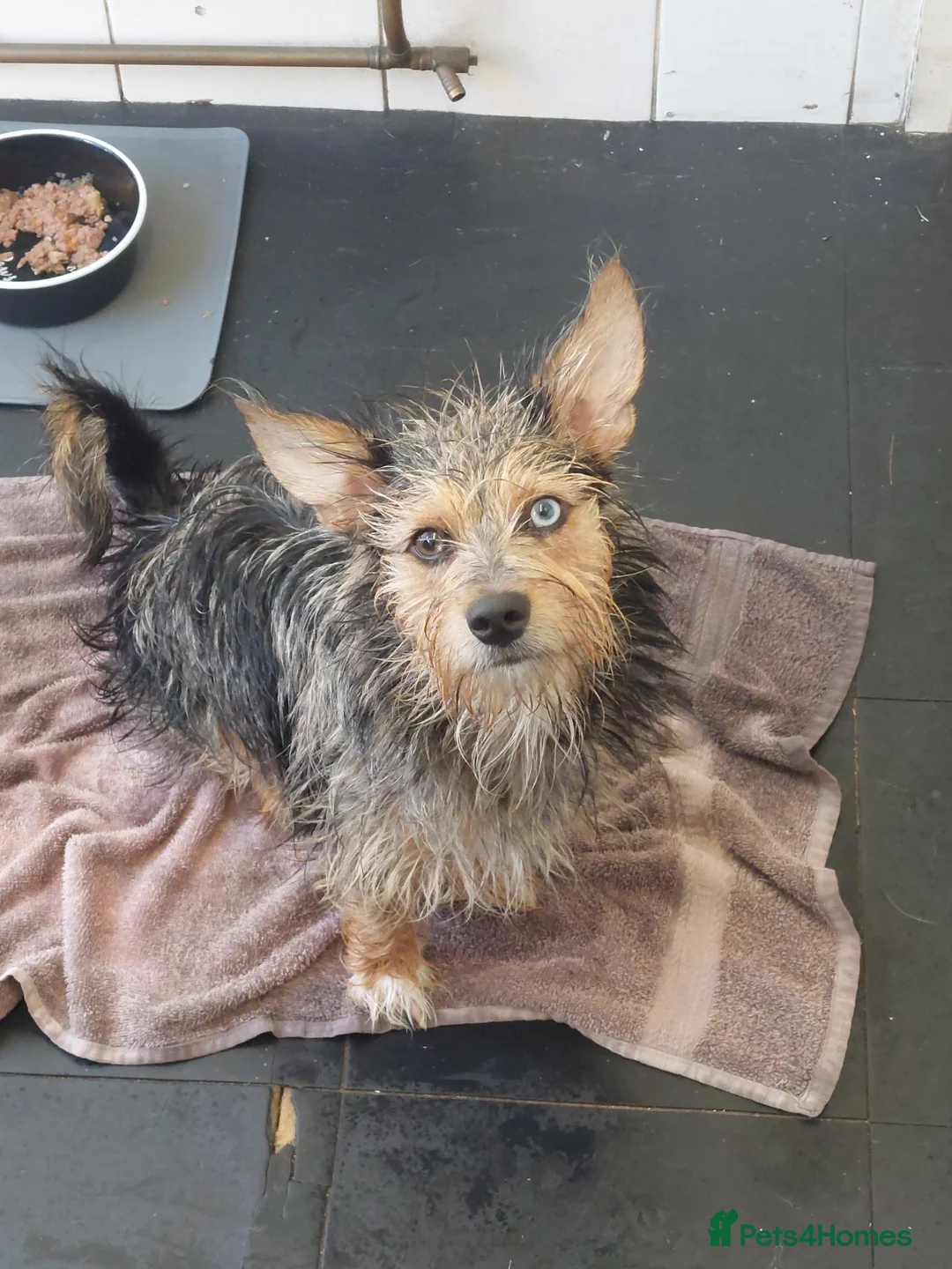 Chorkie dogs for sale: Beautiful Boy looking for his forever home  - Advert 6