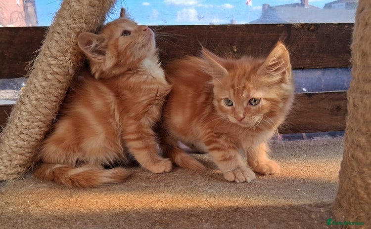 Maine Coon cats - Advert 15