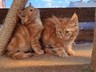 Maine Coon cats - Advert 18