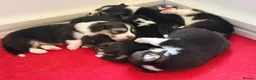 Welsh Corgi Pembroke dogs for sale: Champion sired girl looking for forever family - Advert 19