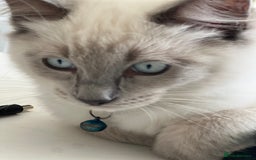 Ragdoll cats for sale: Blue mitted and bicolour ragdolls - Image 4