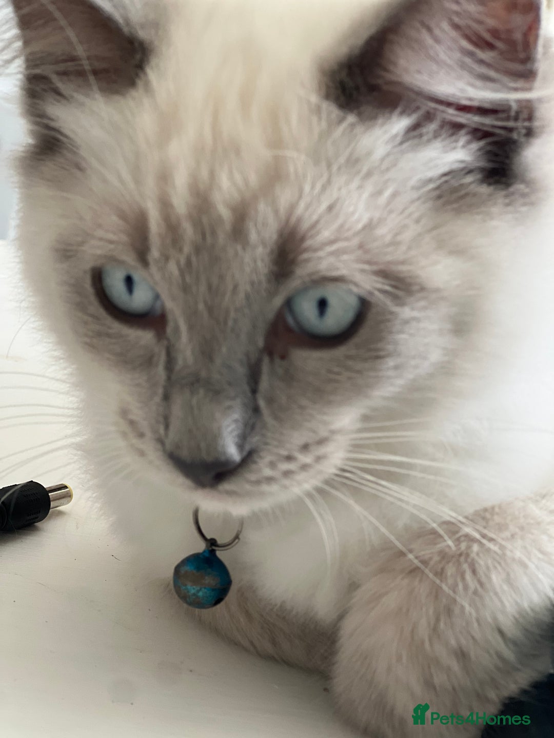 Ragdoll cats for sale: Blue mitted and bicolour ragdolls - Image 4