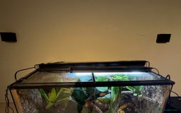 Frog reptiles for sale: Dendrobates leucomelas aka Bumblebee frogs set up - Image 9