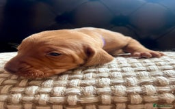 Hungarian Vizsla dogs for sale: Hungarian Vizsla Puppies  - Image 8