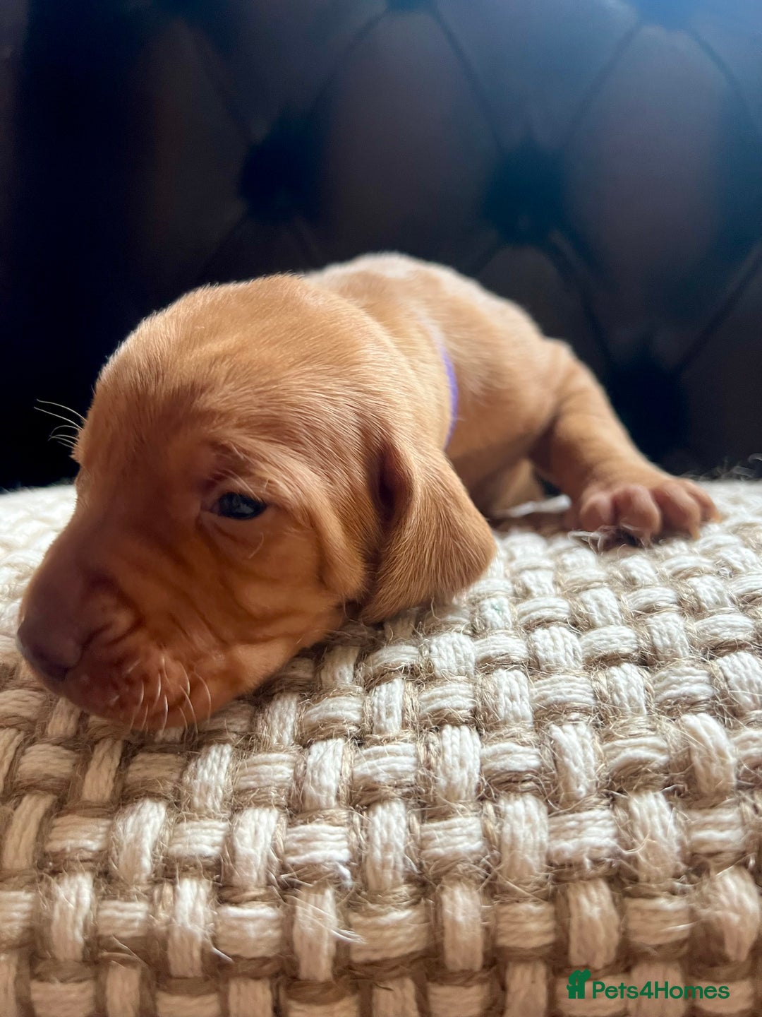 Hungarian Vizsla dogs for sale: Hungarian Vizsla Puppies  - Image 8