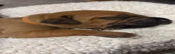 Rhodesian Ridgeback dogs for sale: Premium KC Registered Rhodesian Ridgeback Puppies  - Advert 15