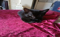 Mixed Breed cats for sale: Mixed breed kittens - Image 4