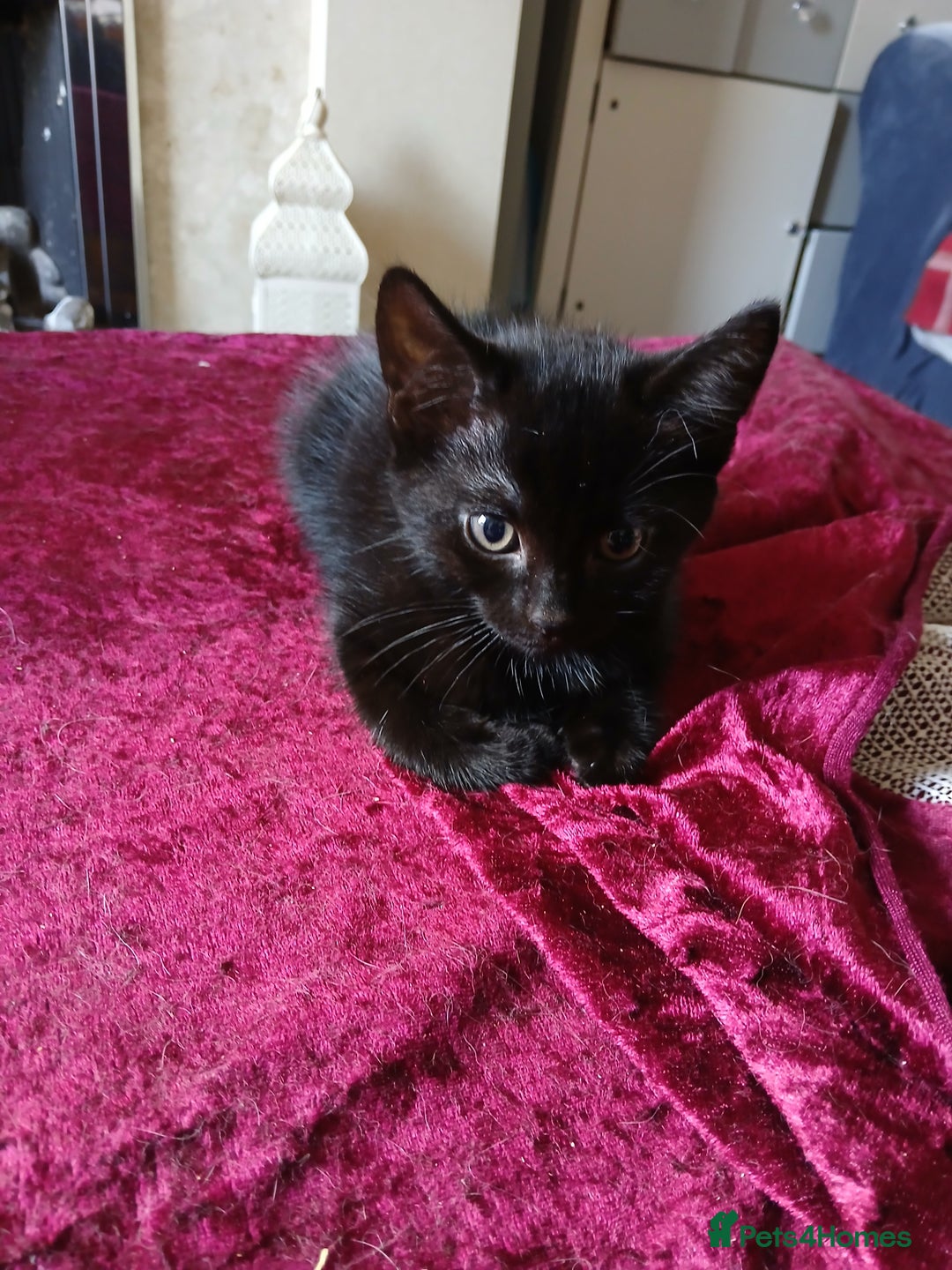 Mixed Breed cats for sale: Mixed breed kittens - Image 4