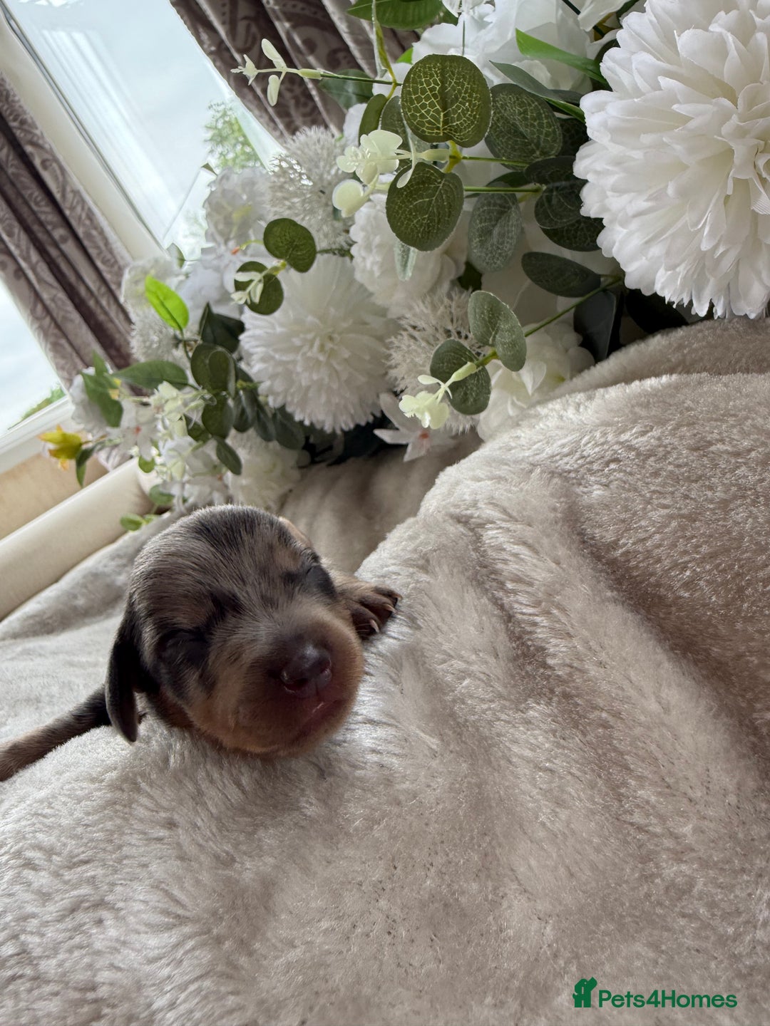 Miniature Dachshund dogs for sale: ⭐️Beautiful litter Of Rainbow Dachshund Puppies⭐️ - Image 16