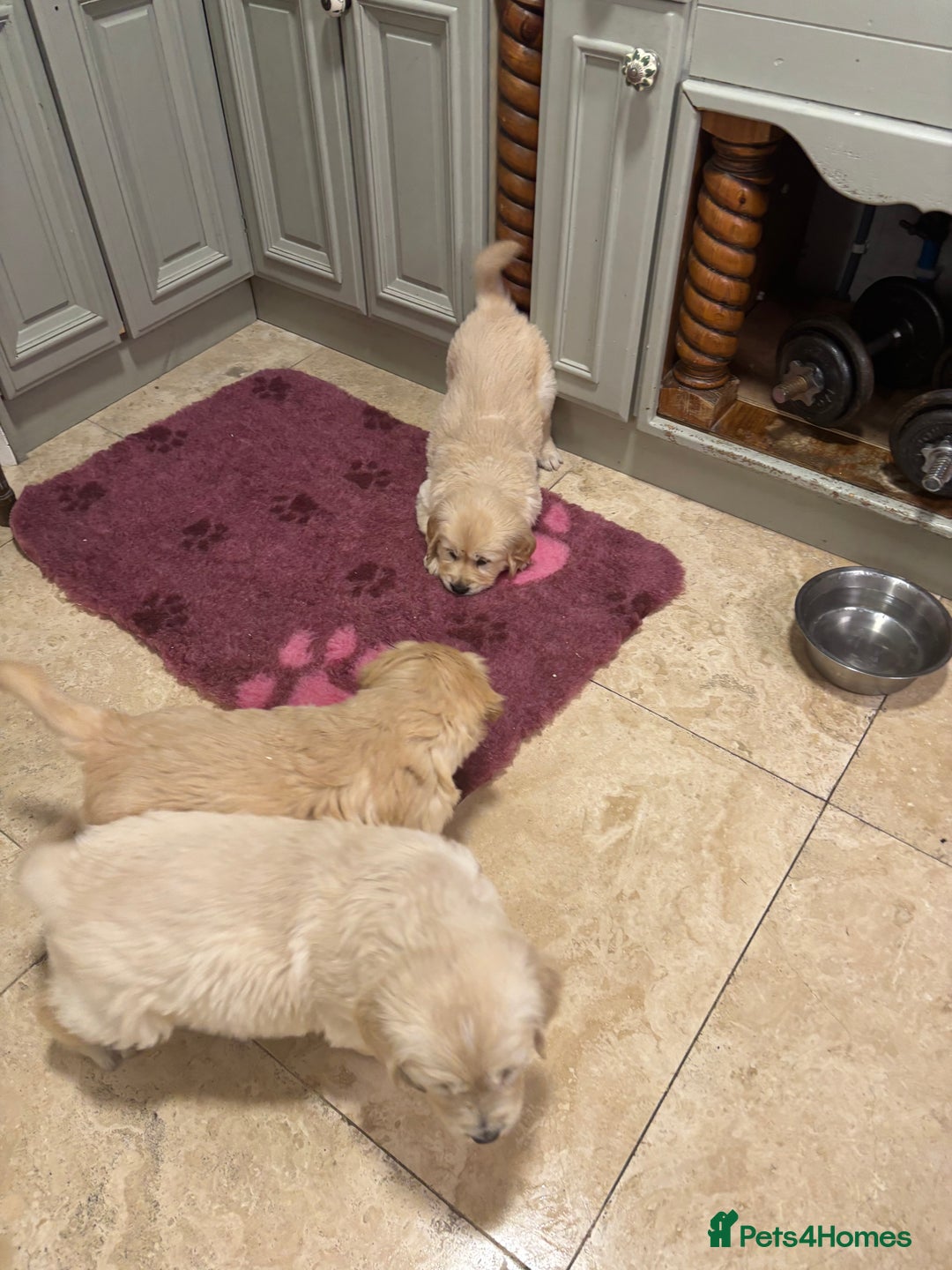 Golden Retriever dogs for sale: Golden retriever puppies  - Advert 9