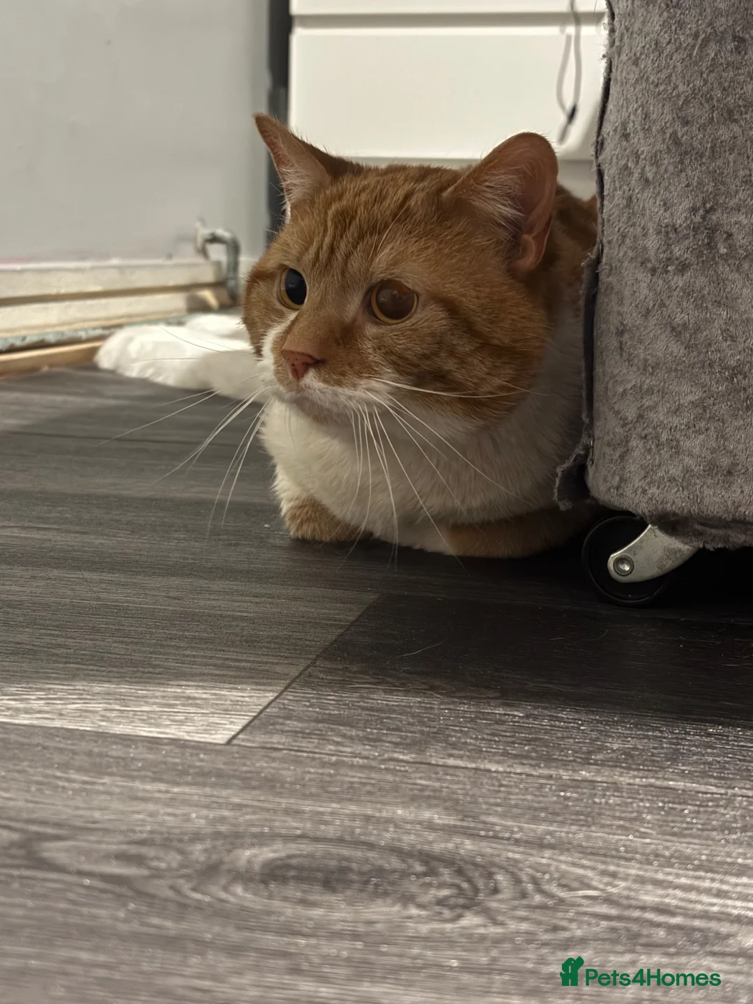 Mixed Breed cats for stud: White and ginger male cat  - Advert 4