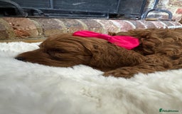 Australian Labradoodle dogs for sale: Outstanding Australian Labradoodle Puppies  - Image 4