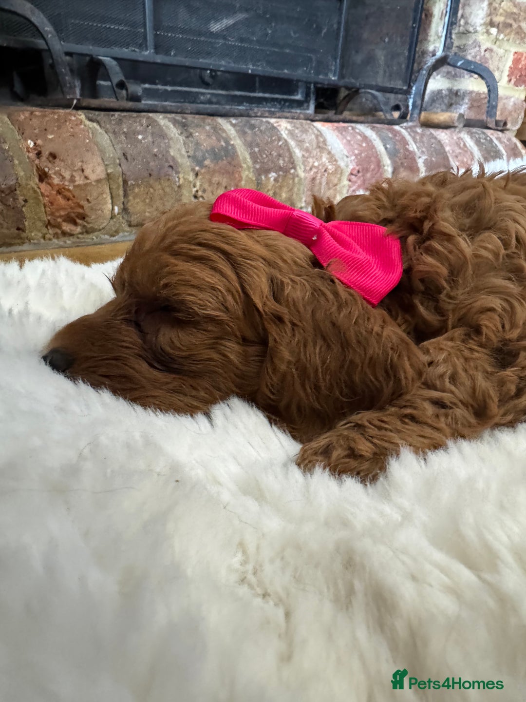 Australian Labradoodle dogs for sale: Outstanding Australian Labradoodle Puppies  - Image 4
