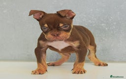 Olde English Bulldogge dogs for sale: 23 YEARS EXPERIENCE, 5⭐️RATED LICENSED.  - Image 6