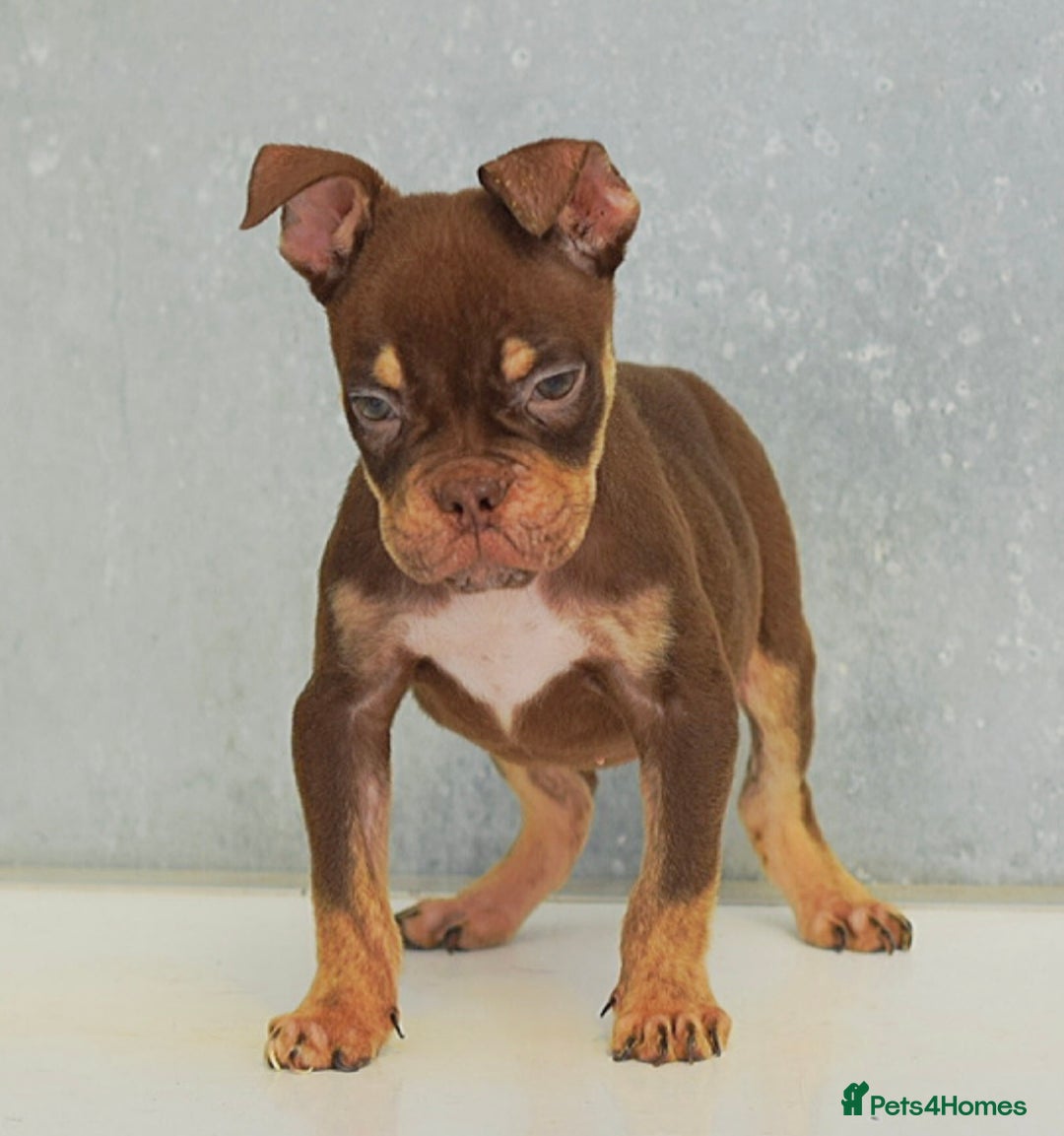 Olde English Bulldogge dogs for sale: 23 YEARS EXPERIENCE, 5⭐️RATED LICENSED.  - Image 6