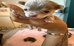 Chihuahua dogs for sale: Lilac chihuahuas - Image 7