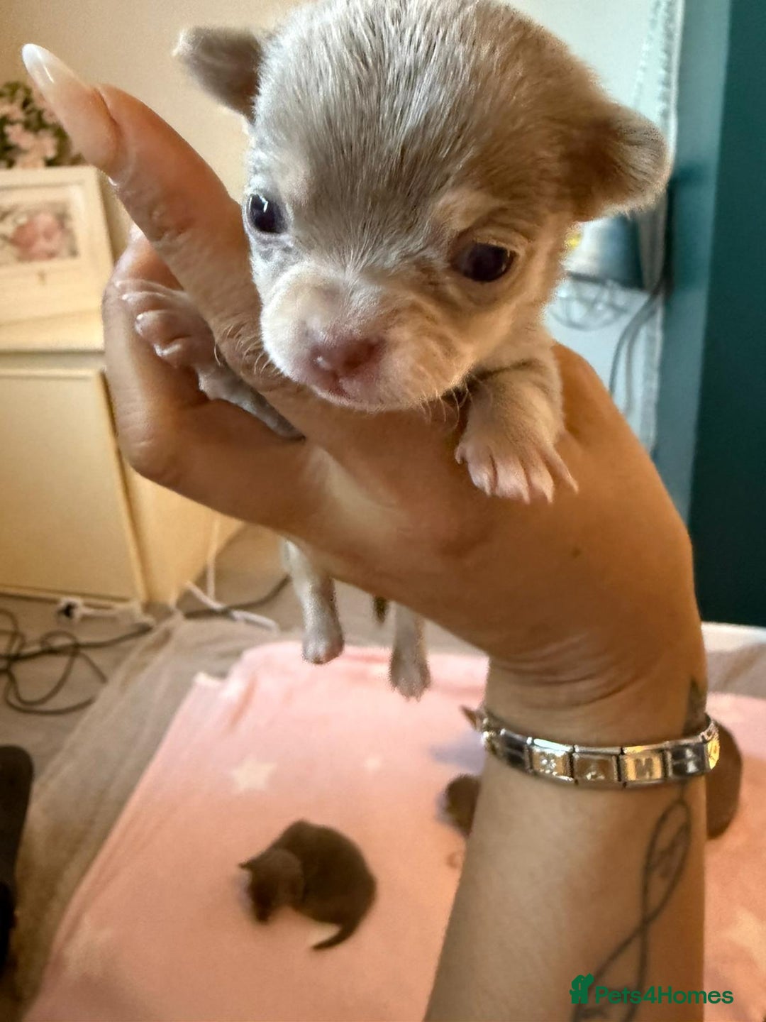 Chihuahua dogs for sale: Lilac chihuahuas - Image 7