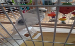Budgerigars birds for sale: 2 x male budgies - Image 3