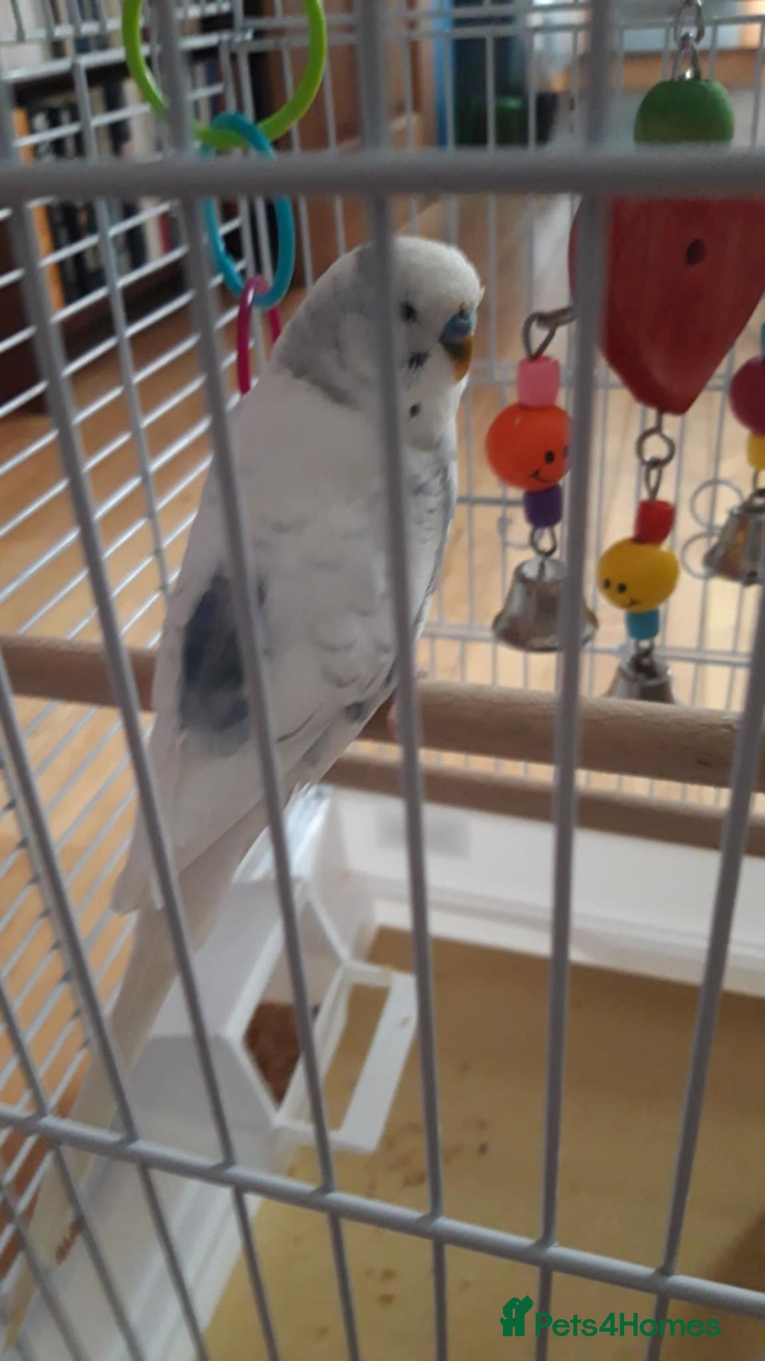 Budgerigars birds for sale: 2 x male budgies - Image 3