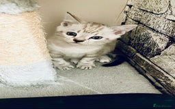 Bengal cats for sale: Pure bred Snow Bengal / Snow Leopard kittens - Image 14