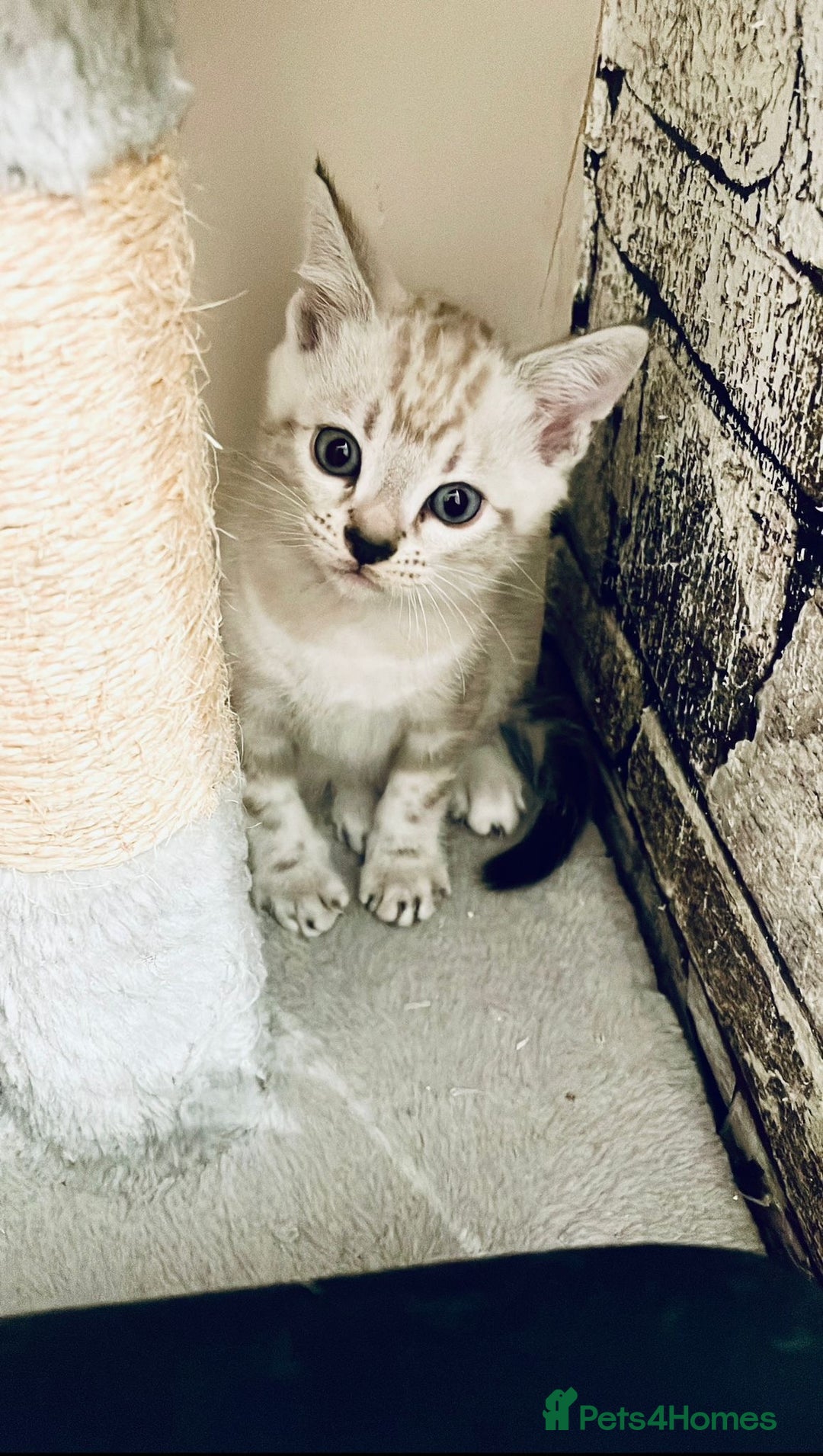 Bengal cats for sale: Pure bred Snow Bengal / Snow Leopard kittens - Image 14