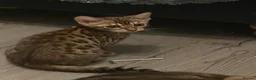 Bengal cats for sale: Stunning Bengal girl - Advert 3