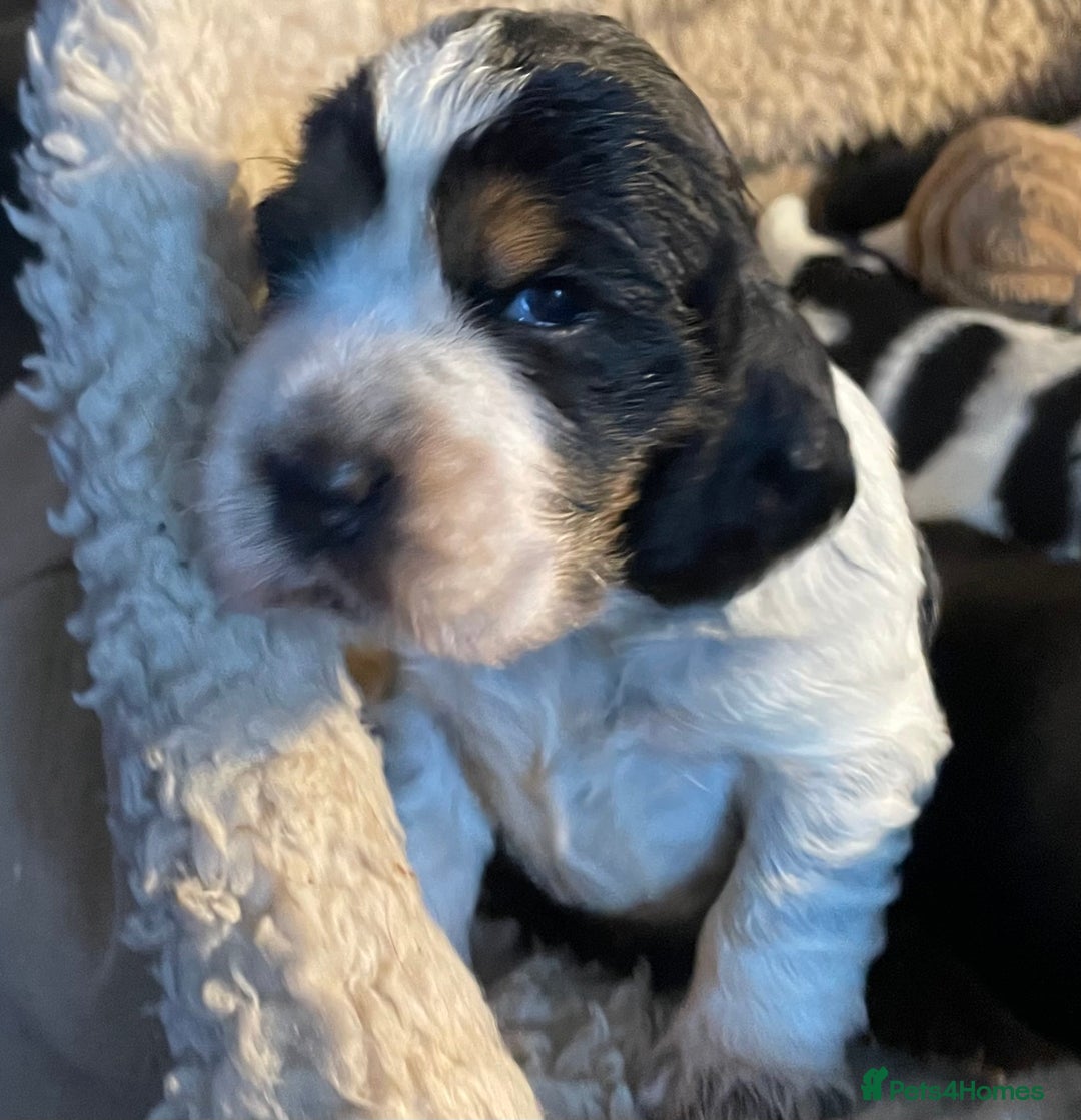 Cocker Spaniel dogs for sale: Cocker Spaniel - Show type - the calm type - Image 7