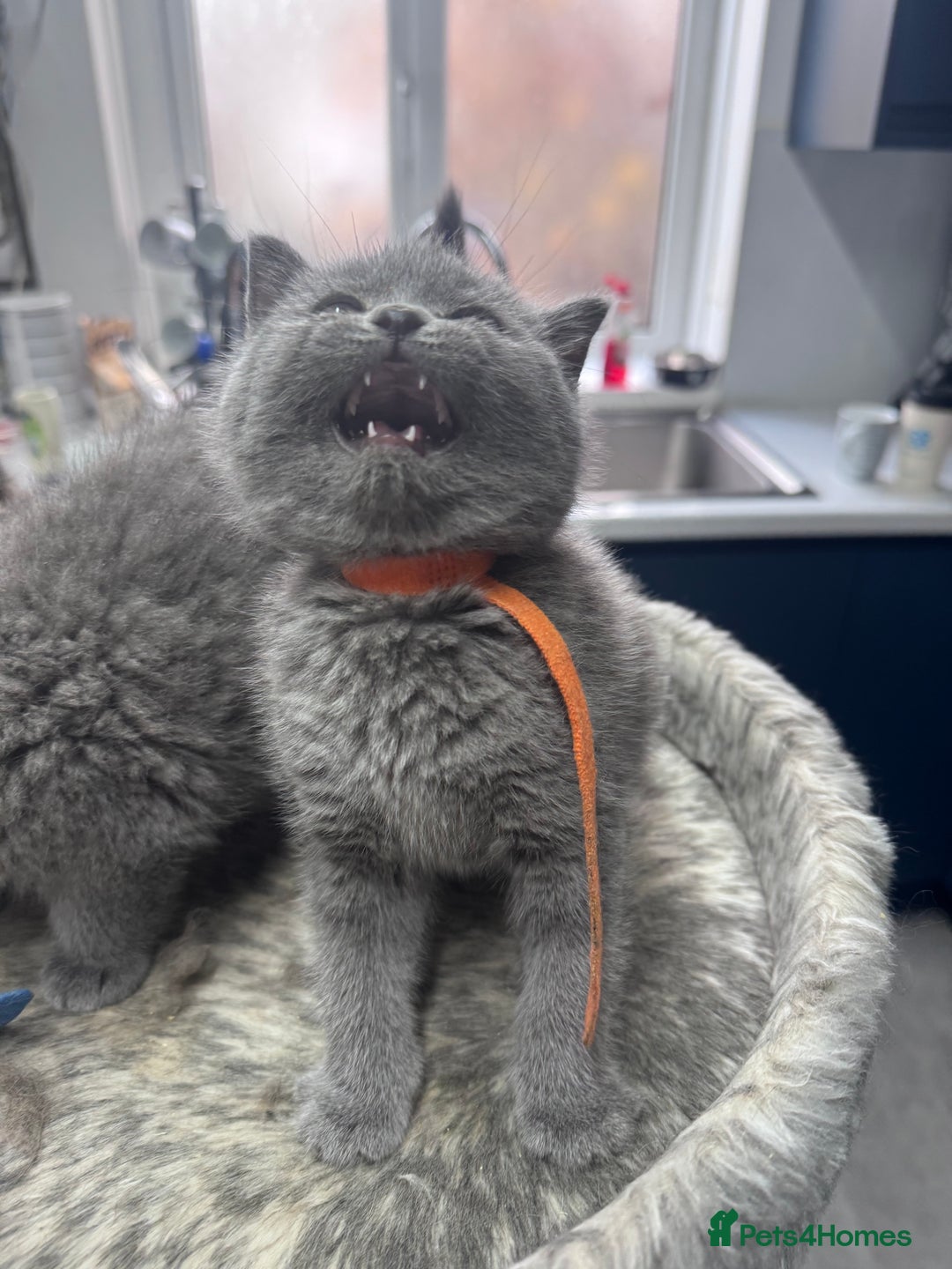 British Shorthair cats for sale: Chunky BSH kittens - Image 12
