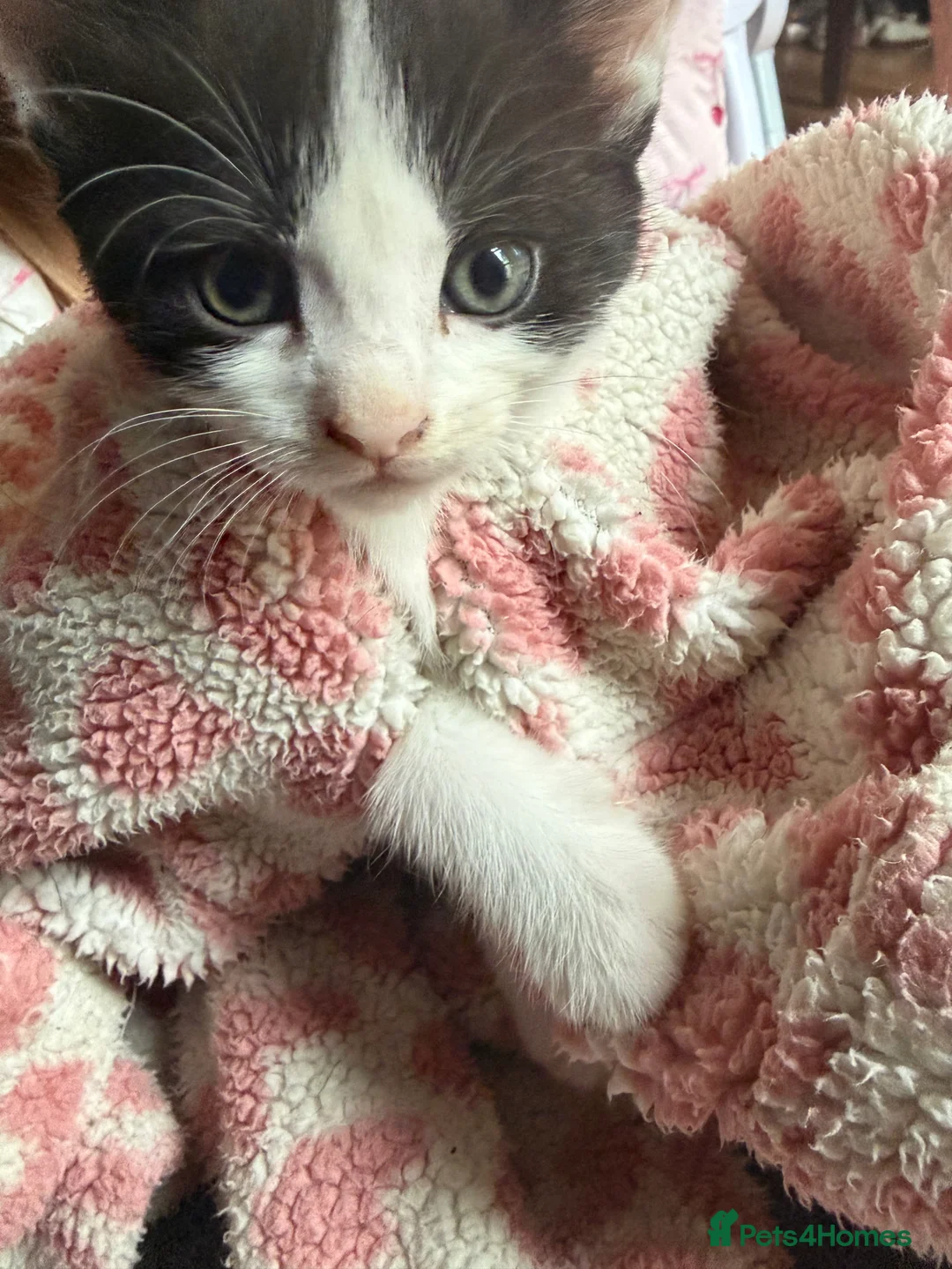 Mixed Breed cats for sale: Beautiful mixed breed kittens  - Advert 2