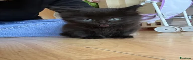 Maine Coon 1