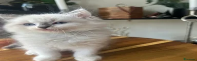 Ragdoll 1