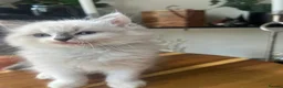 Ragdoll cats for sale: Adorable Purebred Ragdoll Kittens in Brough - Advert 8