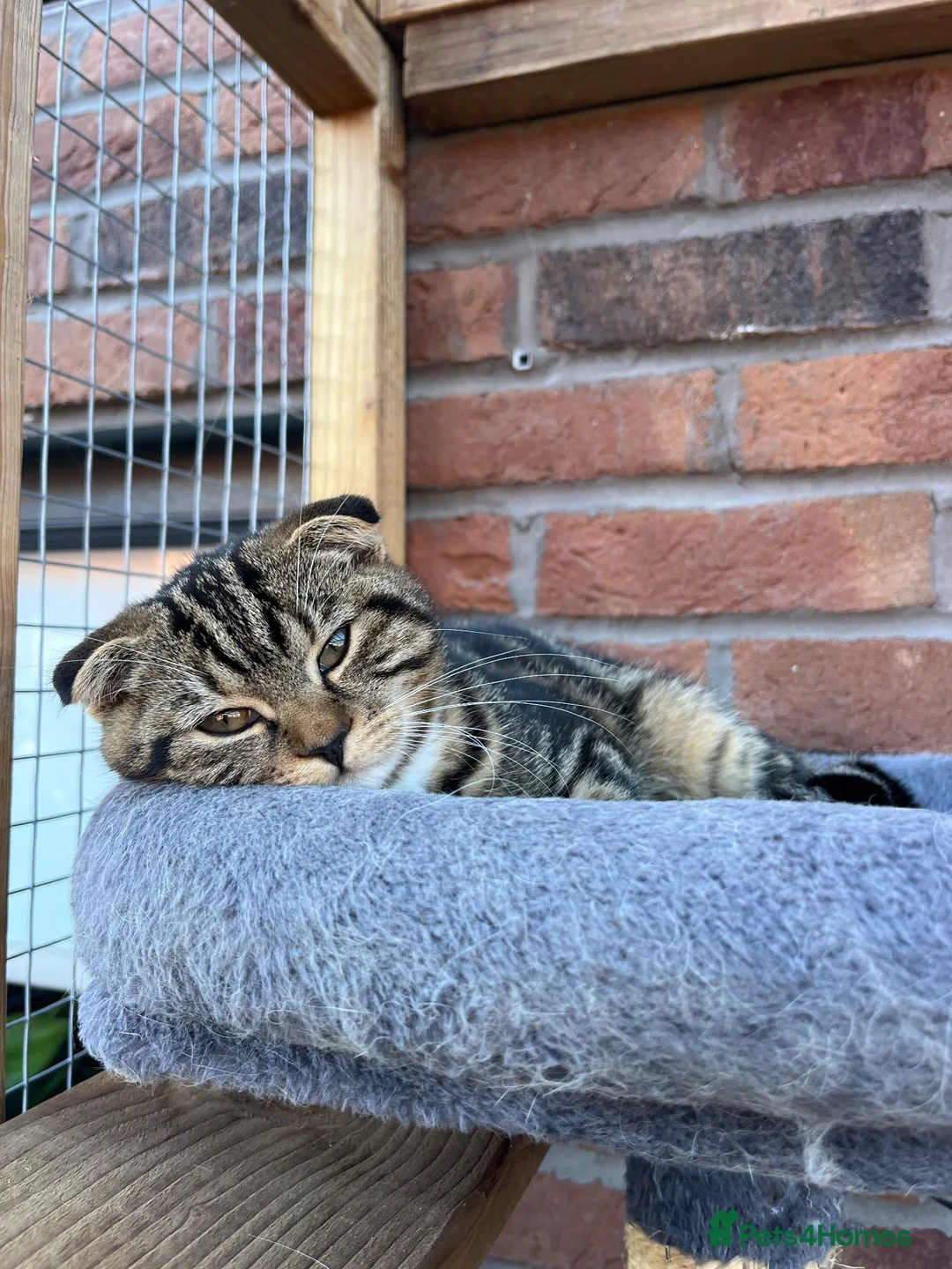 Scottish Fold cats for sale: Beautiful girl Scottish fold  - Advert 1