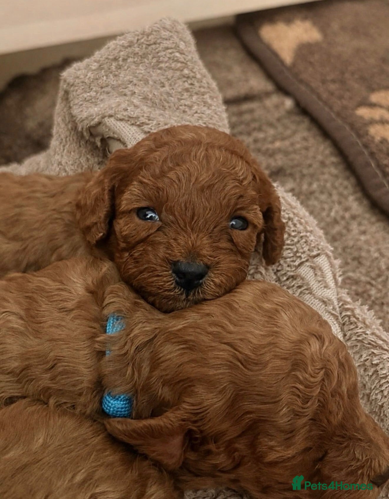 Toy Poodle dogs 🐩🤎Exceptional Deep Red Toy Poodle Puppies 🤎🐩  - Advert 10
