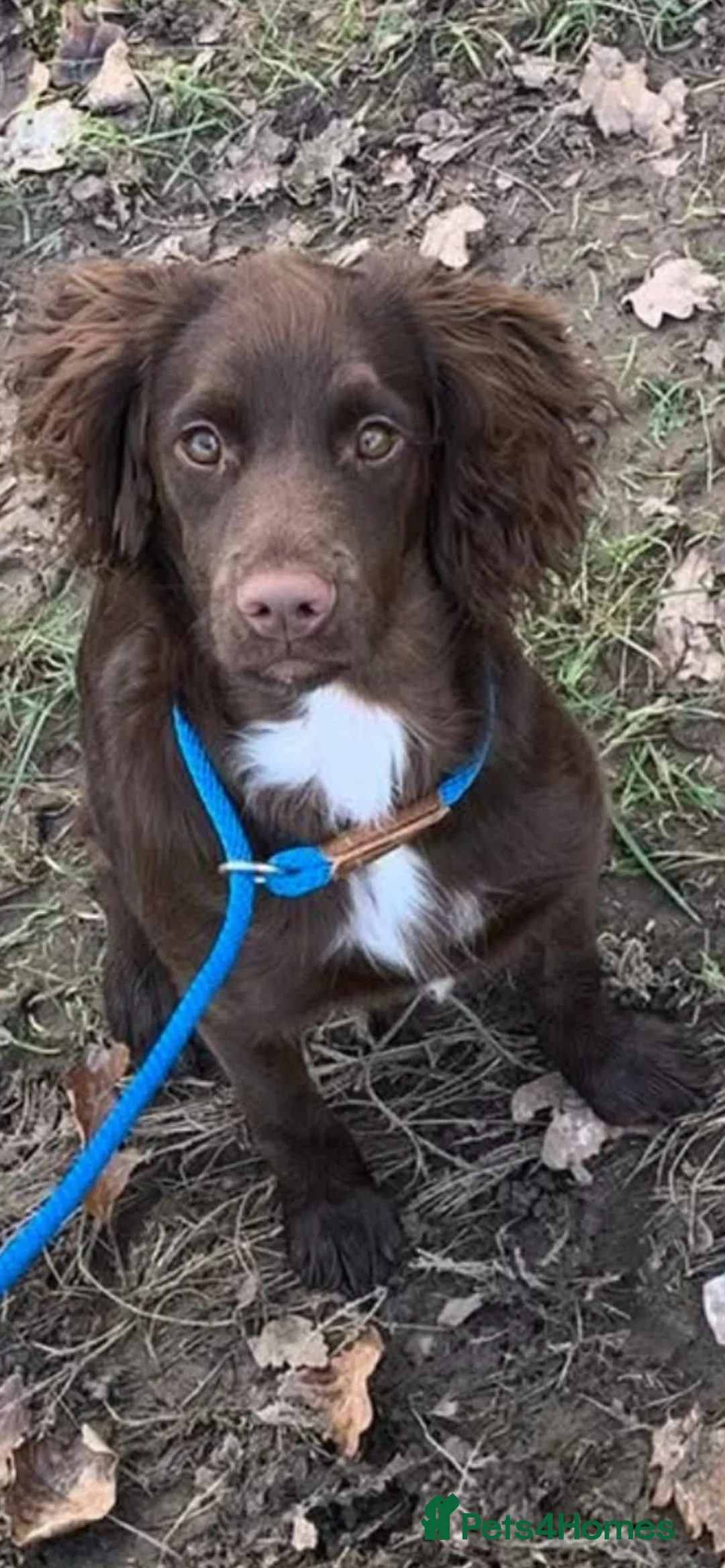 Sprocker dogs for sale: Male Sprocker Only 8 Months Old in Reading - Advert 2