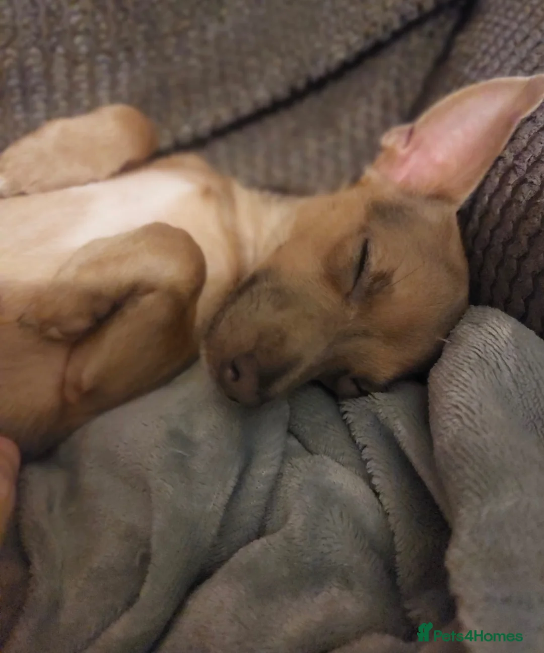Jack Chi dogs for sale: Rehoming x 2 males  in Ipswich - Advert 2