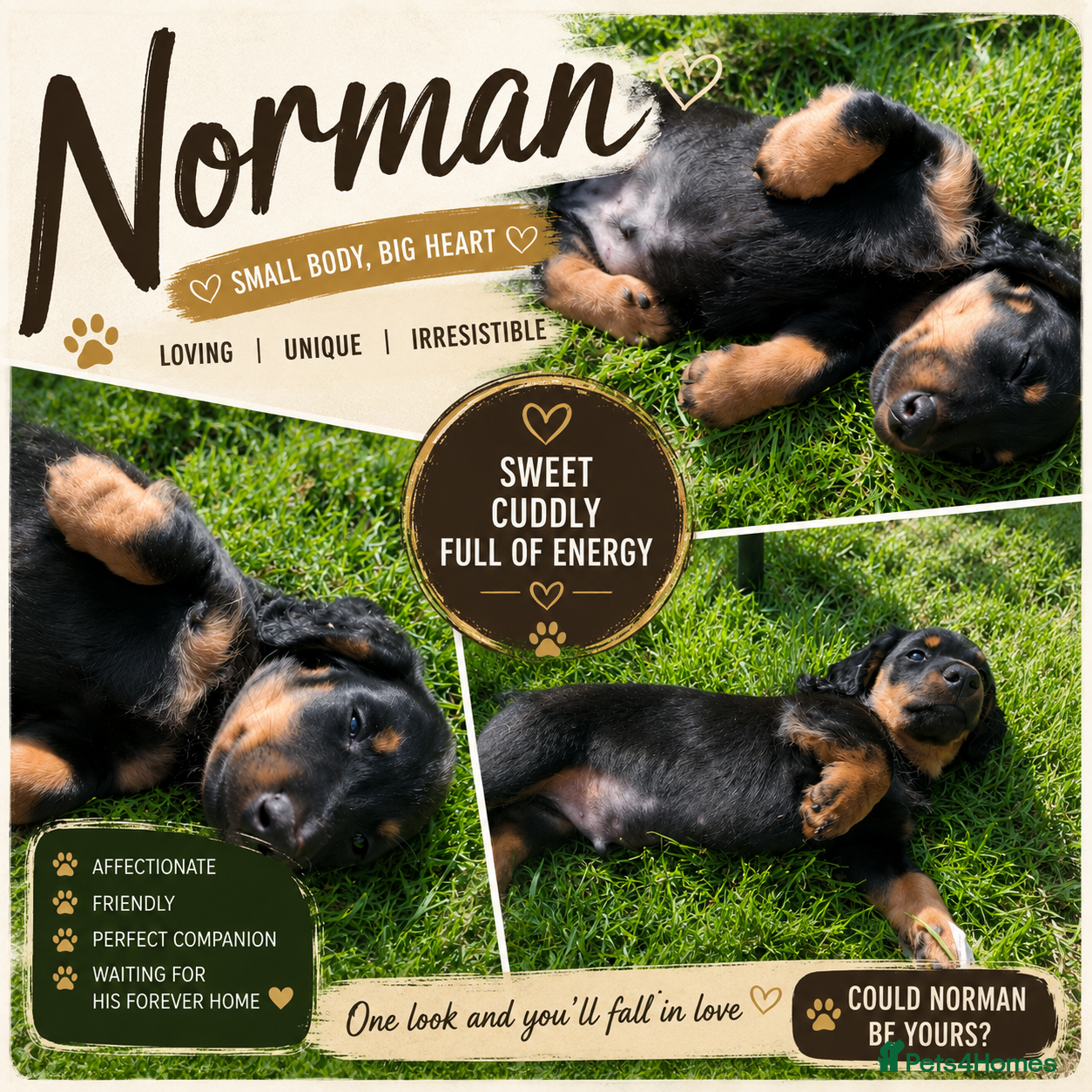 Miniature Dachshund dogs KC Pedigree Long Hair Mini Daxi 1 boy ava - Advert 12