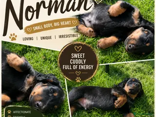 Miniature Dachshund dogs KC Pedigree Long Hair Mini Daxi 1 boy ava - Advert 12