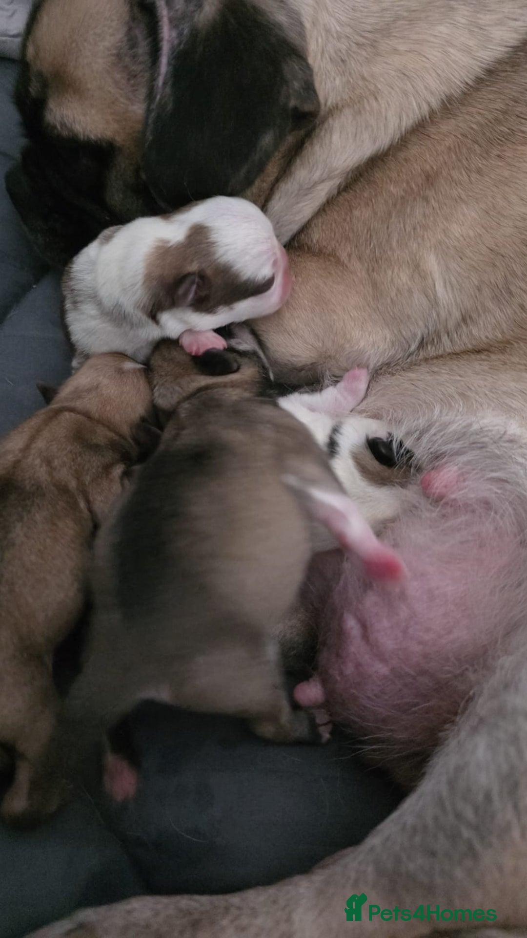 Pug dogs for sale: Kc registered rare colours  - Advert 3