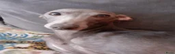 Italian Greyhound dogs for sale: Beautiful KC Registered Italian greyhounds - Advert 5