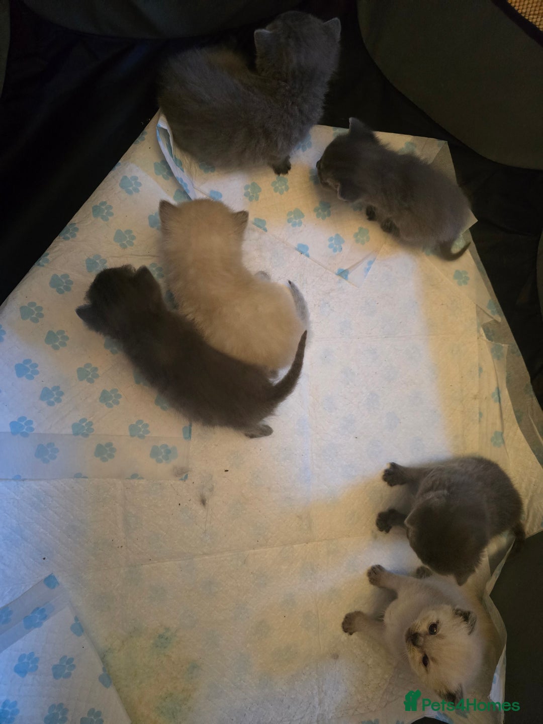 British Shorthair cats for sale: 6 x British Short-haired Blue kittens for sale - Image 26