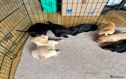 Labrador Retriever dogs for sale: Beautiful KC Registered Lab Pups  - Image 15