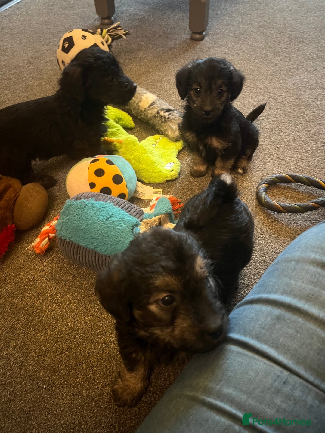 Jackapoo dogs for sale: JACKAPOO Puppies, DNA health screened - Advert 9